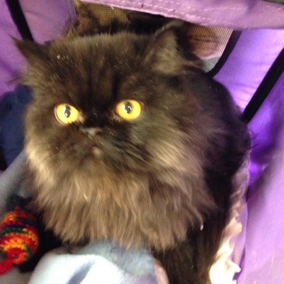 Meet your Posher, Roberta - Picture 1 of 1